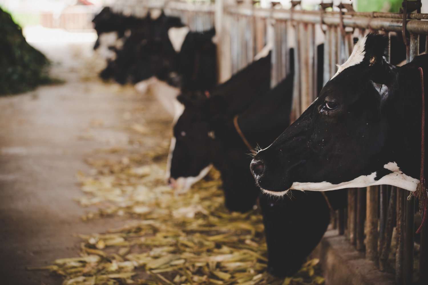 Animal feeds