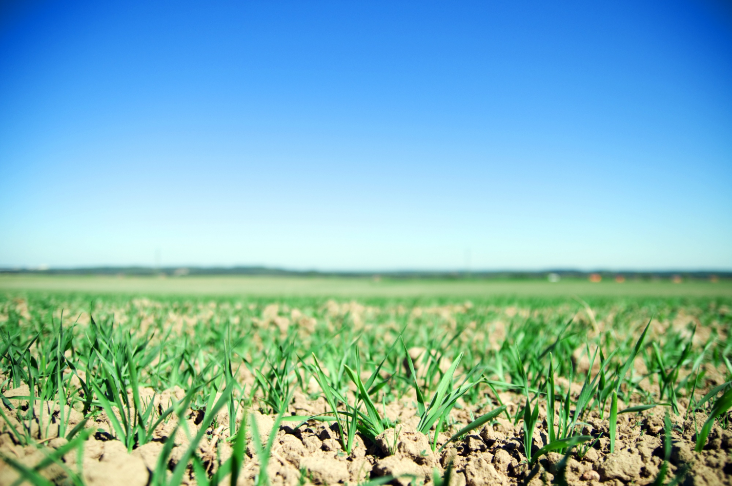 Fertilizers