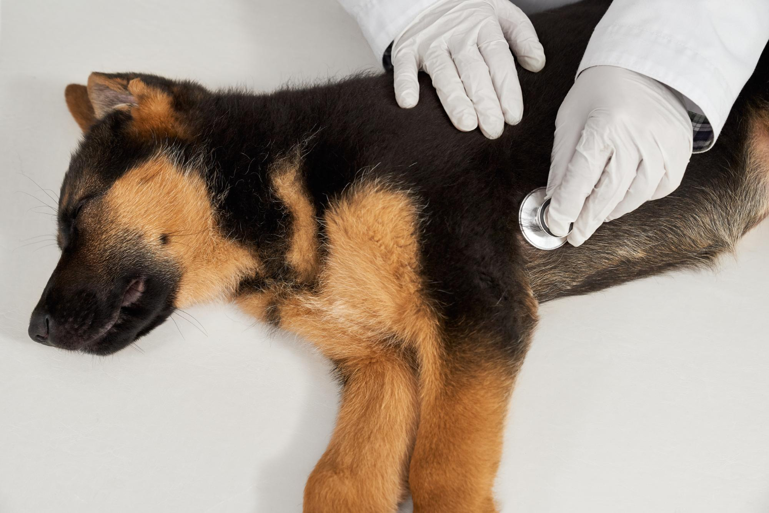 Veterinary meds